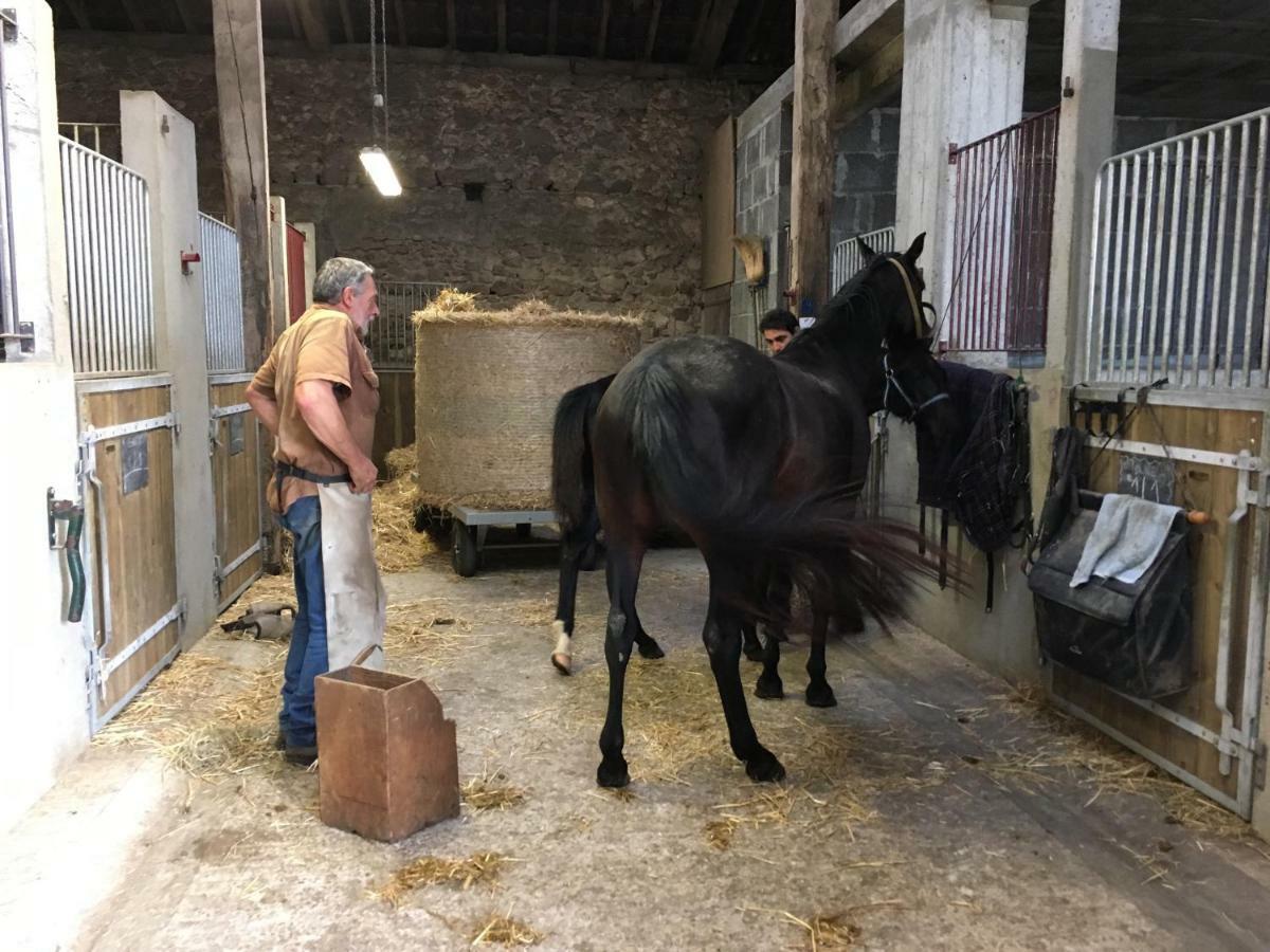 Ferme Gite Equestre En Charente Confolens Ngoại thất bức ảnh